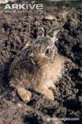 arkive.org Leveret