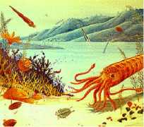 hoopermuseum.earthsci.carleton.ca Leviere