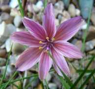 Lewisia