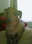 dachshundmemorialgarden.com Lexiana