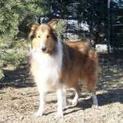 collierescueofindiana.org Lexies