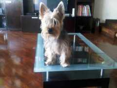 noticias24.com Leyfer