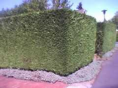 nurserytrees.com Leylan