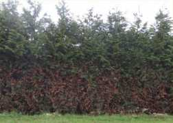nurserytrees.com Leylan