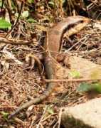 duanrevig.com Lezard