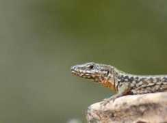 atome77.com Lezard