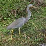 Lheron