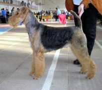 dog-perm.ru Lialia