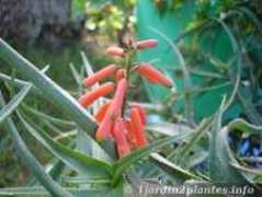 1jardin2plantes.info Liaris