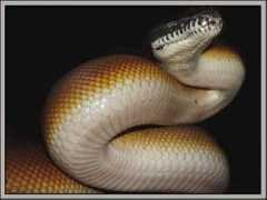 reptarium.cz Liasis