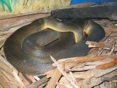 ozanimals.com Liasis