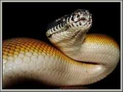reptarium.cz Liasis