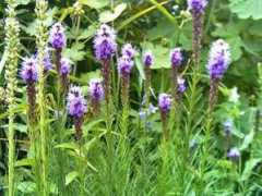 Liatris