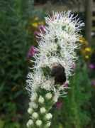 Liatris