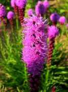 thelensflare.com Liatris