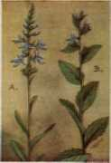 chestofbooks.com Libelia