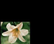 cvilla.freeserve.co.uk Libelia