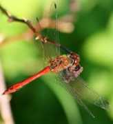 Libelle
