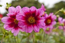 Libelle