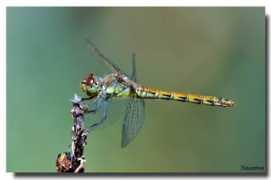 panoramio.com Libellula