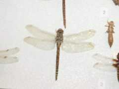 Libelule