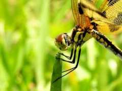 Libelule
