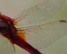 Libelule