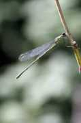 Libelulle