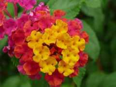 about-garden.com Libora