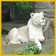 bosquemingshu.com Licantropa