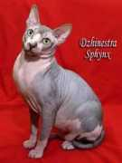 dzhinestra.com Licarion