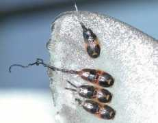 Lice