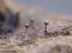 Licea