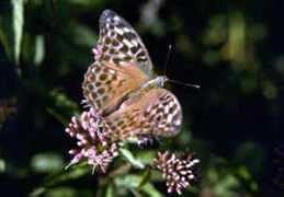 rimellawalser.it Licena