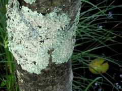 callieart.com Lichen