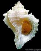 gastropods.com Licina