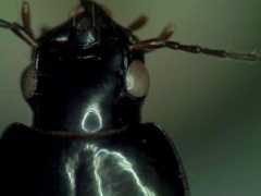 bugguide.net Licini
