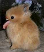 Licky