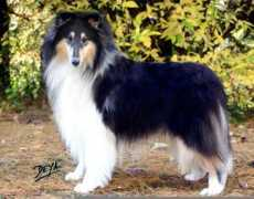 deyadream.tripod.com Lidok