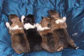 deyadream.tripod.com Lidok