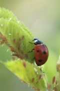 Liefe