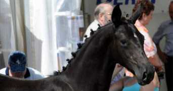 hardenbergfarms.com Lienen