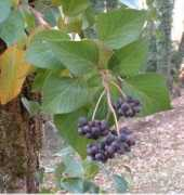 brian.cave.free.fr Lierre