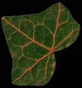 laurent.despeyroux.free.fr Lierre