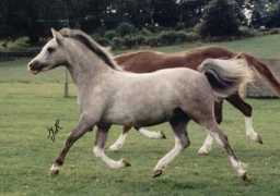 nerwynponies.co.uk Lieta