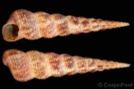 gastropods.com Ligar