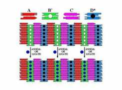 seemanlab4.chem.nyu.edu Ligate