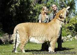 Liger