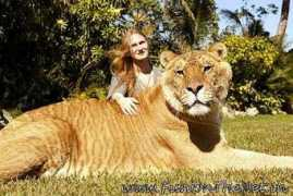 Liger