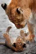 huffingtonpost.com Ligers